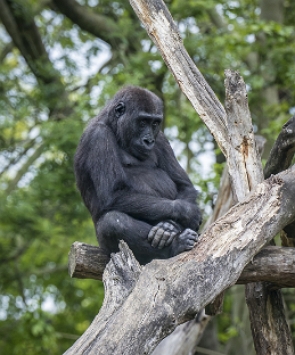Foto de um gorila sobre uma árvore