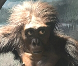 Australopithecus afarensis (reconstrução).