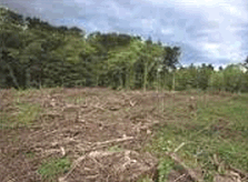 Desmatamento: uma agressão ao meio ambiente