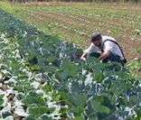 Agricultura Alternativa: alimentos naturais com desenvolvimento sustentável