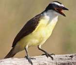 Bem-te-vi: um pássaro muito comum no Brasil, principalmente no Cerrado
