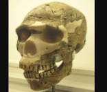 Crânio de um Homem de Neandertal