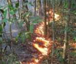 Queimada ilegal na Floresta Amazônica: uma das causas do desflorestamento