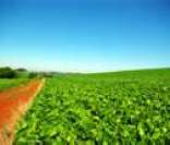 Agricultura é um dos pontos fortes da economia do Centro-Oeste (na foto, plantação de soja)
