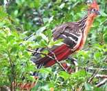 Jacu-cigano: ave-símbolo do estado de Tocantins
