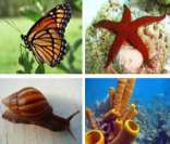 Invertebrados: grande diversidade no Reino Animal