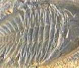 Fóssil de um trilobita: fonte importante para a história