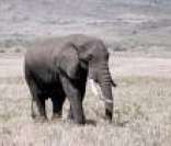 Elefante Africano: gigante das florestas da África
