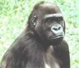 Gorila: vida nas florestas tropicais da África
