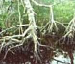 Típica vegetação de mangue