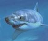 Tubarão-Branco: perigo em alto mar