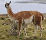 Guanaco: animal típico da fauna peruana da região dos Andes