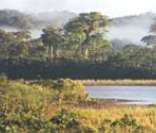 Floresta Amazônica: habitat de diversas espécies