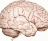 Cérebro humano: capacidade de desenvolvimento de inteligências múltiplas