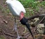 Tuiuiú (jaburu): uma ave típica do Pantanal