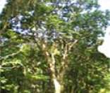 Pau-brasil: árvore presente na Mata Atlântica