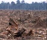 Desmatamento: maior ameaça à preservação ambiental no Brasil