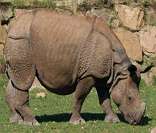 Rinoceronte: um mamífero rápido e extremamente forte