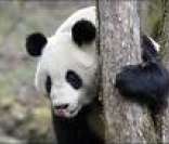 Urso Panda: luta contra a extinção