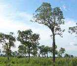 Pantanal: bioma com grande variedade de vegetação