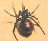 Foto da aranha Viúva Negra