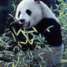 Urso Panda Gigante da China: animal em extinção