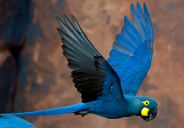 Arara-azul-de-lear voando