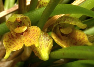 Orqu&iacute;dea Dryadella kautskyi