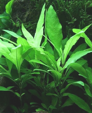 Foto de uma planta dentro de um aquário