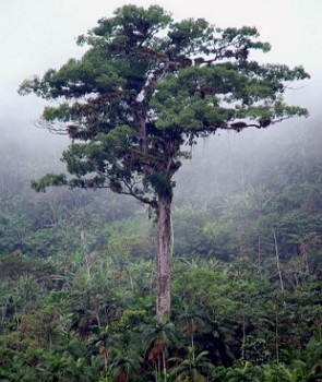 Foto de um Jequitib&aacute;-rosa na mata atl&acirc;ntica