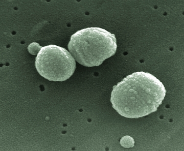Streptococcus pneumoniae, bact&eacute;ria causadora da pneumonia