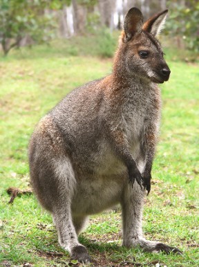 Foto de um Wallaby, animal parecido com um canguru