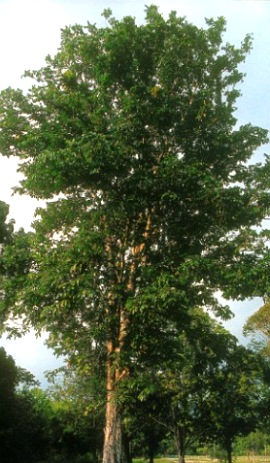Foto de uma Andiroba adulta