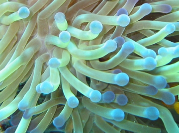 An&ecirc;monas-do-mar, exemplo de animal celenterado