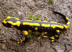 Salamandra, exemplos de animal anfíbio