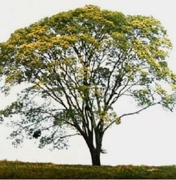 Foto de uma árvore grande com folhas verdes