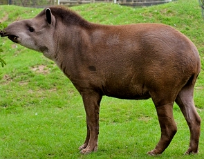 Foto de uma anta, animal de porte médio de cor marrom