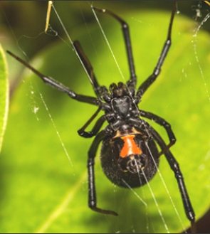 Foto de uma aranha viúva-negra