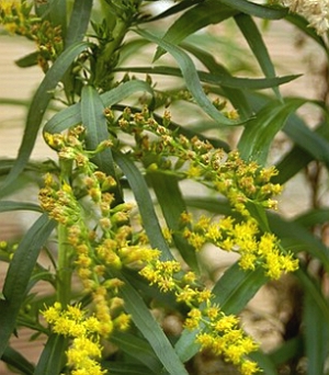 Imagem de uma arnica-do-campo