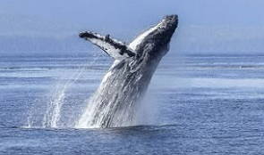 Baleia Jubarte nas águas do oceano