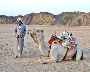Foto de um beduíno e camelo