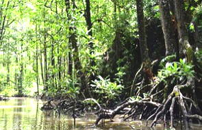 Foto mostrando o bioma manguezal