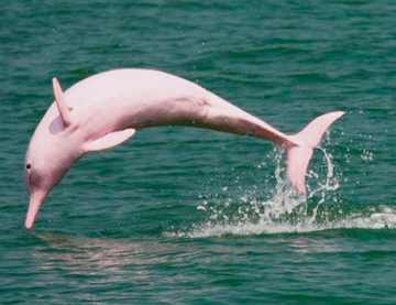 Foto de um boto cor-de-rosa mergulhando