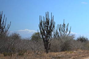 Foto da formação vegetal típica da Caatinga