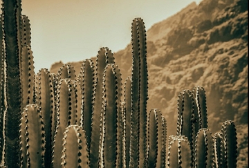 Foto de cactos no deserto