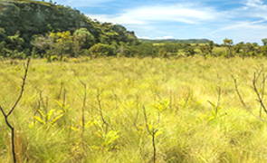 Foto mostrando a vegetação do Cerrado Brasileiro