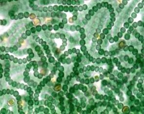 Imagem mostrando espécies de cordões com bolinhas verdes interligadas