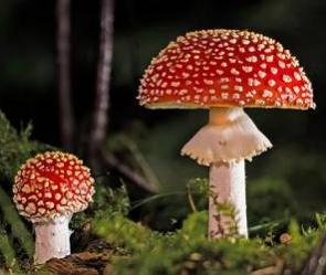 Foto com dois cogumelos vermelhos