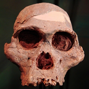 Foto de um Crânio de um Australopithecus Africanus