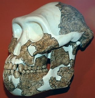 Foto do crânio reconstruído do Australopithecus Anamensis